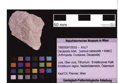 Foto (Objekt + Etiketten) von Decapoda indet. (NHMW-GEO-1990-0041-0055)